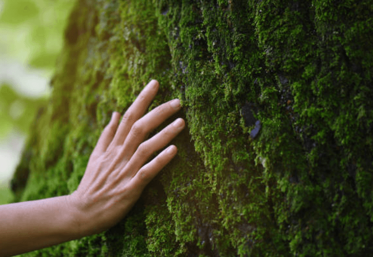 Hand berührt einen moosbewachsenen Baumstamm, symbolisiert Verbindung zur Natur