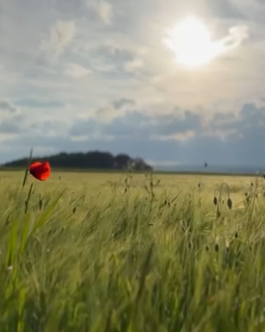 rote Mohnblüte in grüner Wiese unter weitem Himmel